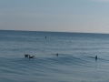 p1000881